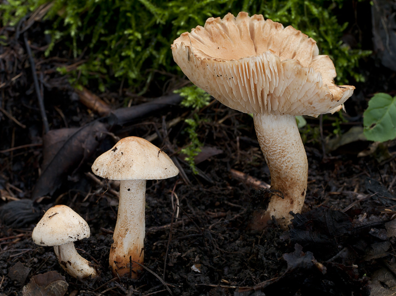 Tricholoma psammopus